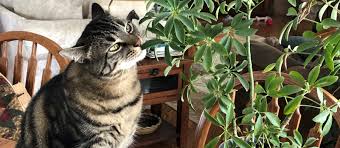 Houseplants And Your Pets Wisconsin