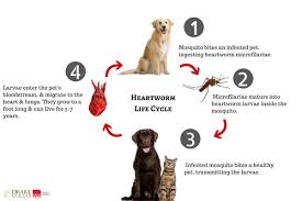 heartworms in dogs symptoms and