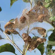 get rid of webworms in trees and shrubs