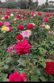yellow rose plant manufacturer supplier