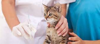 Apakah benar biaya suntik vaksin kucing mahal? Jenis Dan Update Kisaran Biaya Vaksin Kucing Daftar Harga Tarif
