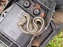 snake removal services remove unwanted