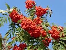 what-tree-has-orange-berry-clusters