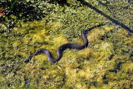are there water snakes in colorado