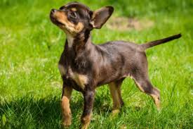 russian toy terrier dog breed ukpets