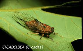 Leafhoppers range in size from 3 to 15 mm. Illinois Natural History Survey Faq