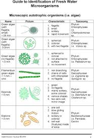 Guide For Identifying Pond Microorganisms