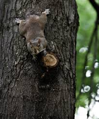homemade squirrel repellent for