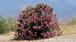 If your dog eats and keeps the food down for an hour, try feeding a little more food. Oleander Eating A Single Leaf Of This Deadly Plant Is Enough To Kill An Adult Human Nature World News