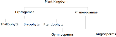 Flow Chart Of Classification Of Plants Whittakers Five