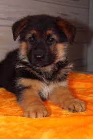 View german shepherd rescue groups which help german shepherd dogs in need. ۬ german shepherd dog rescue group directory. Buster Puppy German Shepherd In Nappanee Indiana For Sale Germanshepherd Germanshepherdpuppies Shepherd Puppies Puppies Cute German Shepherd Puppies