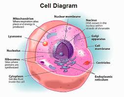this was an image of a human cell  there are mainly three parts of the cell   they are   Wikipedia