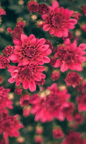Pink Chrysanthemum Flowers Plants 4k Hd