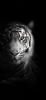 white tiger wallpaper 4k bengal tiger