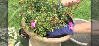 how to plant carpet roses in a