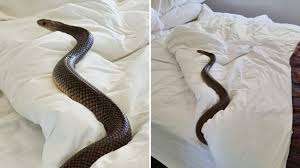why finding a snake in your roof is not