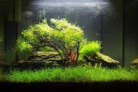 10 best aquarium carpet plants