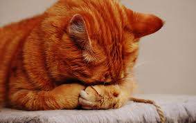Head pressing is a veterinary condition characterized by pressing the head against a wall or pushing the face into a corner for no apparent reason. Why You Should Never Ignore This Unusual Cat Behavior Everhart Veterinary Medicine