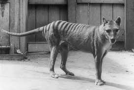 Frequent 'sightings' and quests to find evidence of a living thylacine manifest hopes. Sightings Of Tasmanian Tiger Thought To Be Extinct For 80 Years Reported Australian Government Abc News