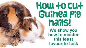 how to cut a guinea pigs nails black