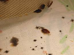 Bed Bug Stains Evidence Of An