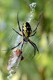 michigan spider with prey argiope