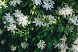 If you're already a clematis grower, you know all this. Plants For Shade Plants For A Purpose Thompson Morgan