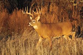 can whitetails reason bowhunter