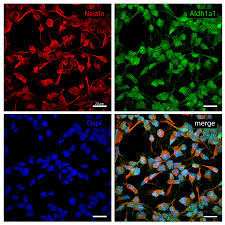 Hasil gambar untuk human stem cell pattern