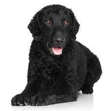 Black curly coated golden retriever puppy. Curly Coated Retriever Temperament And Must Knows