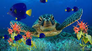 sea turtle wallpaper backgrounds 55