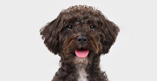 Schnoodle Dog Your Complete Guide To The Schnauzer Poodle