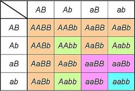 The punnet square in biology is used in the topic 'mendelian genetics'. Genotype Wikipedia