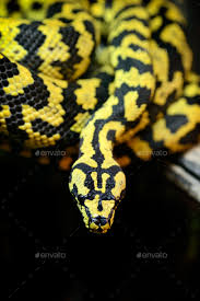 jungle carpet python stock photo by