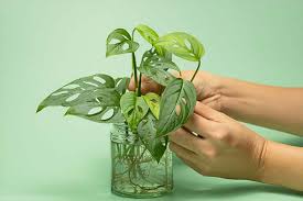 how to propagate a philodendron plant