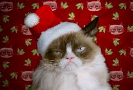 Image result for cats christmas