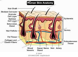 Skin Subcutaneous Layer Stock Photos And Images Agefotostock