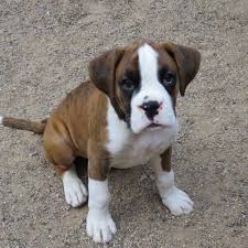 This puppy is a happy, playful dog, but also athletic and courageous. Looking For European Boxer Puppies For Sale At