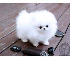 Teacup dogs are miniaturized versions of larger breeds named for their small size, as many of them are capable of fitting inside teacups. Pomeranian Puppy For Sale In Mumbai Maharashtra India In Teacup Pomeranian Puppies Delhi Free Classi Pomeranian Puppy Teacup Pomeranian Puppy Cute Pomeranian