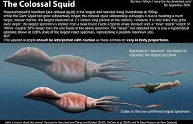 the colossal squid mesonychoteuthis