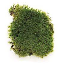 A Guide To Growing Moss In Your Garden