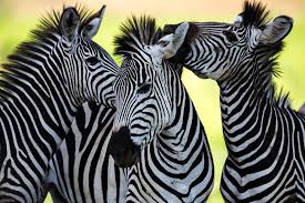 Image result for Zebra