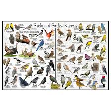 kansas bird identification poster