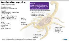 world s most venomous scorpion in action