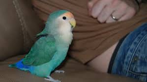 are lovebirds good as pets the pros