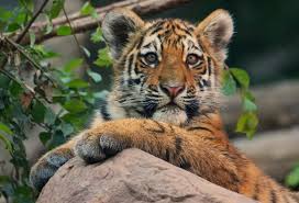 royalty free tiger cub images