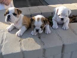 Miniature English Bulldog Info Temperament Puppies Pictures