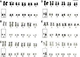 Maybe you would like to learn more about one of these? Figure 4 From Cytogenetic Analysis Of Four Species Of Pseudis Anura Hylidae With The Description Of Zz Zw Sex Chromosomes In P Tocantins Semantic Scholar