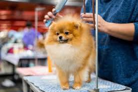can you cut pomeranian hair at home