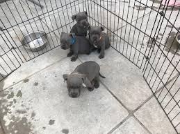 Top quality pitbull dogs, both males & females puppies available. Ready To Go Our Lovely Staffy Blue Bull Terrier Pups In Glasgow Dogsandpuppies Co Uk